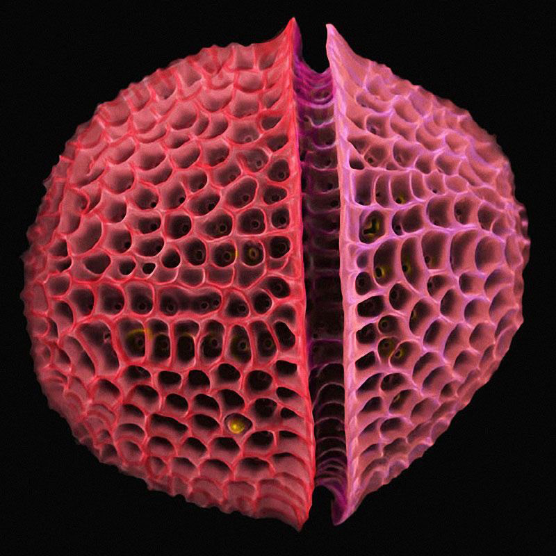 Диатомовые водоросли, имеющие строго геометрическую форму и строение. Эти живые существа впервые стали использовать для рассмотрения качества микроскопа вместо дифракционной сетки, имеющую вид параллельных линий с определенными отрезками между.