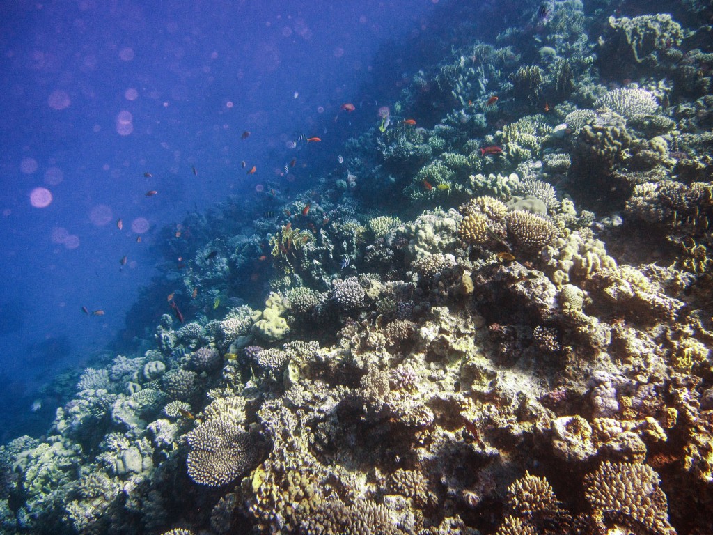 Подводная фотосъемка в Египте